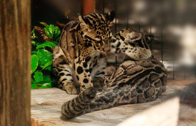 Cat relaxing on wood in zoo