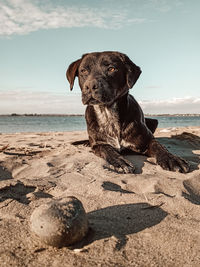 Dog on beach