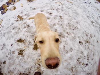 High angle view of a dog on snow