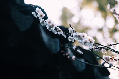 Low angle view of cherry blossoms in spring