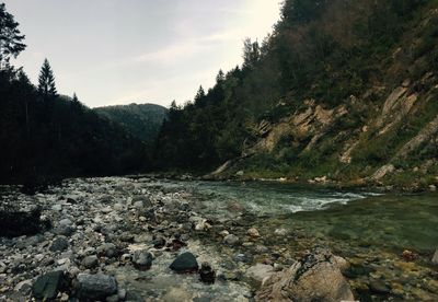 Scenic view of river in forest against sky