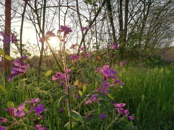 Pink flowering plants on field against sky