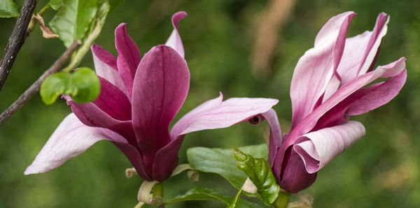 Close-up of pink lilies