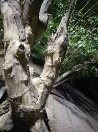 Close-up of tree trunk in forest