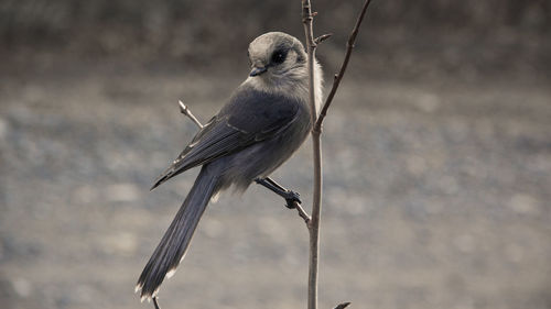Close-up of bird perching