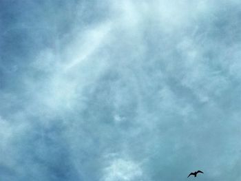 Low angle view of bird flying in sky
