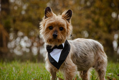 Close-up of dog standing on field