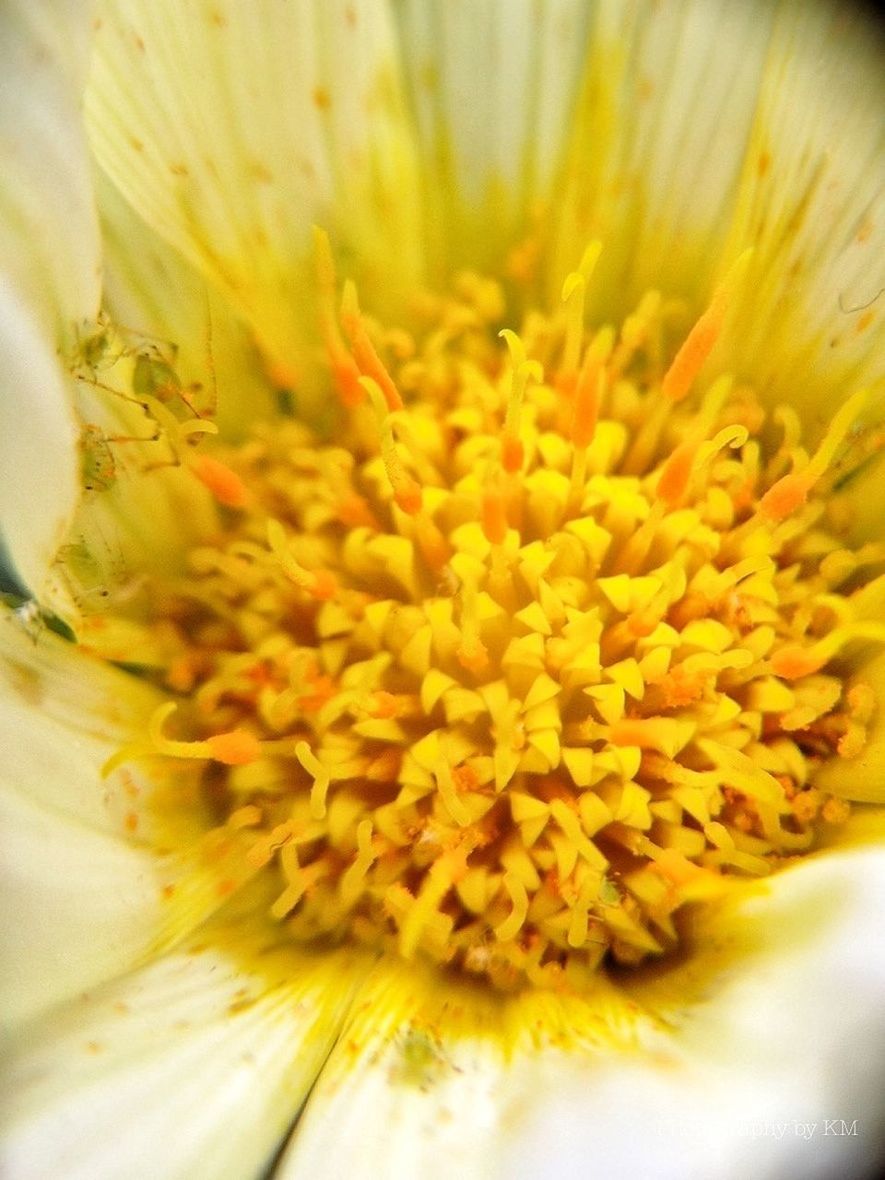 flower, petal, flower head, freshness, fragility, yellow, close-up, single flower, beauty in nature, extreme close-up, pollen, nature, macro, stamen, growth, selective focus, full frame, backgrounds, detail, in bloom