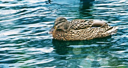 Duck swimming in lake