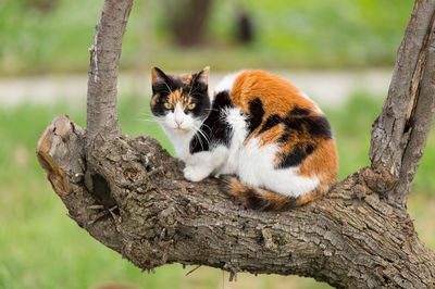 Portrait of cat sitting on branch