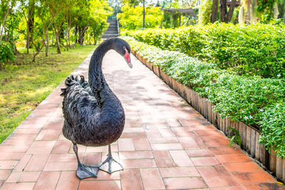 View of a bird on footpath