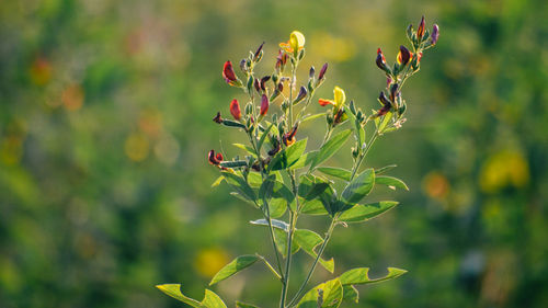 Close-up of flowering plant