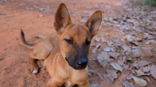 Portrait of dog