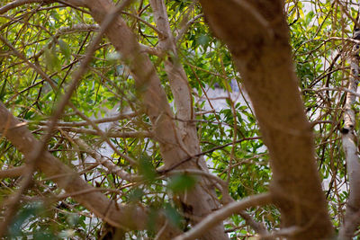 Low angle view of bamboo trees in forest