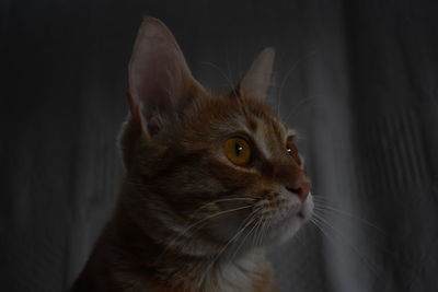 Close-up of a cat looking away