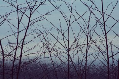 Low angle view of bare trees against sky