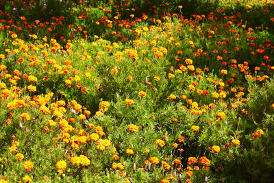 Close-up of flowering plants on field