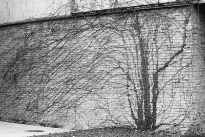 Close-up of bare tree during winter