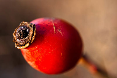 Close-up of rose hip