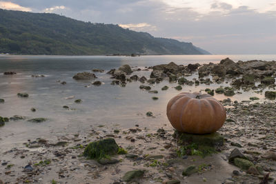View of pumpkins on sea shore against sky