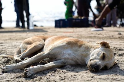 Dog sleeping on juhu beach in mumbai 