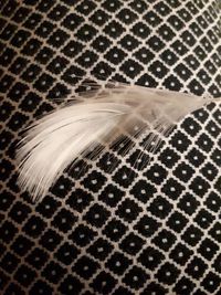 High angle view of feather on carpet