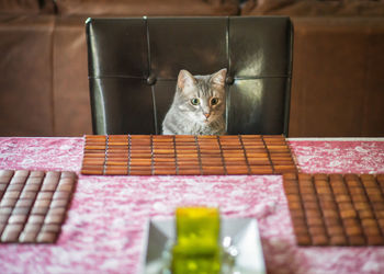 High angle view of cat sitting on chair at dining table