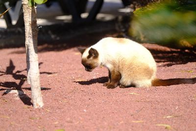 Cat wondering what next by the swimming pool