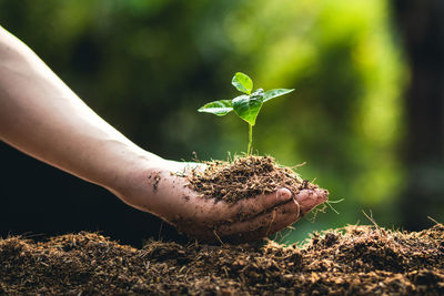 Cropped hand holding sapling over field