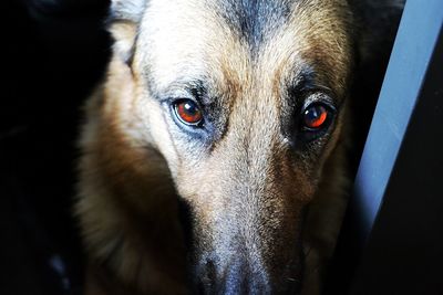 Close-up portrait of dog