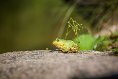 Close-up of frog on rock