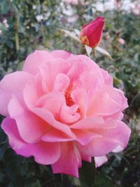 Close-up of pink rose