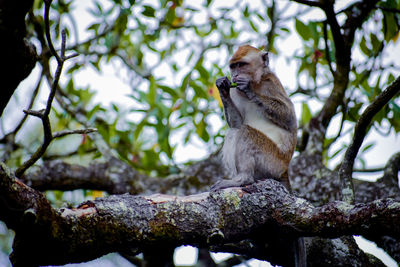 Monkey sitting on tree in zoo