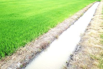 High angle view of trail on farm