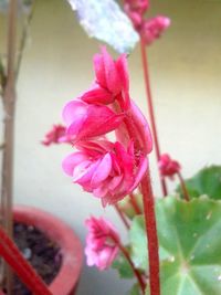 Close-up of pink flowers