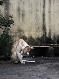 View of a cat against wall