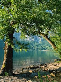 Scenic view of lake by trees