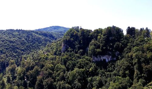 Scenic view of forest against clear sky