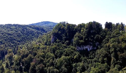 Scenic view of forest against clear sky