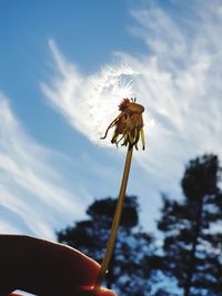 Close-up of dandelion flower against sky