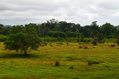 Scenic view of trees on landscape against sky