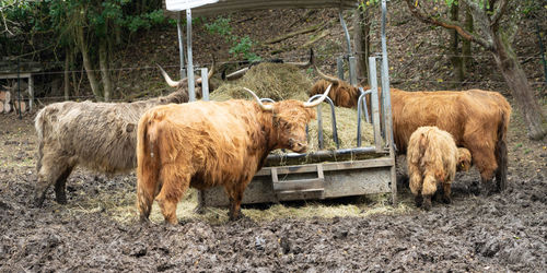 Galloway cattle standing in a field