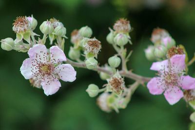 Close-up of pink flowering plant