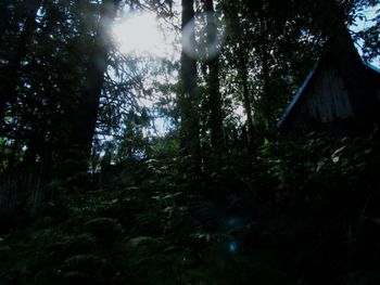 Low angle view of trees in forest