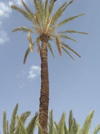 Low angle view of palm tree against clear blue sky