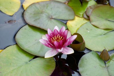 Close-up of lotus water lily in pond