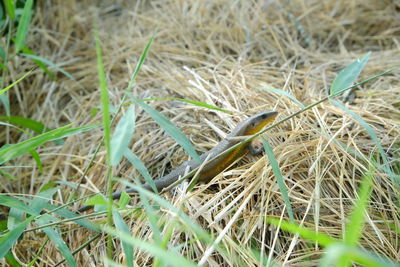 Close-up of lizard on grass