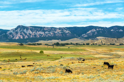 Cows grazing on field against bighorn mountains