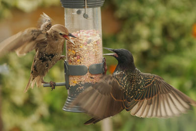 Close-up of birds flying