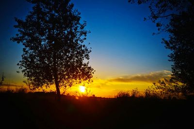 Silhouette of trees at sunset